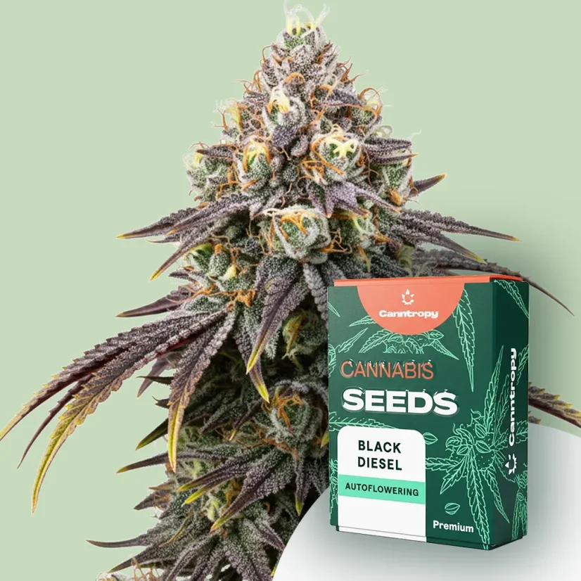 Canntropy Seeds Black Diesel (Феминизирани)