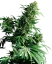 Sensi Seeds Cannabis Shiva Shanti® Regular, 10 Stk.