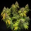 Royal Queen Seeds Cannabis Seeds Triple G Auto