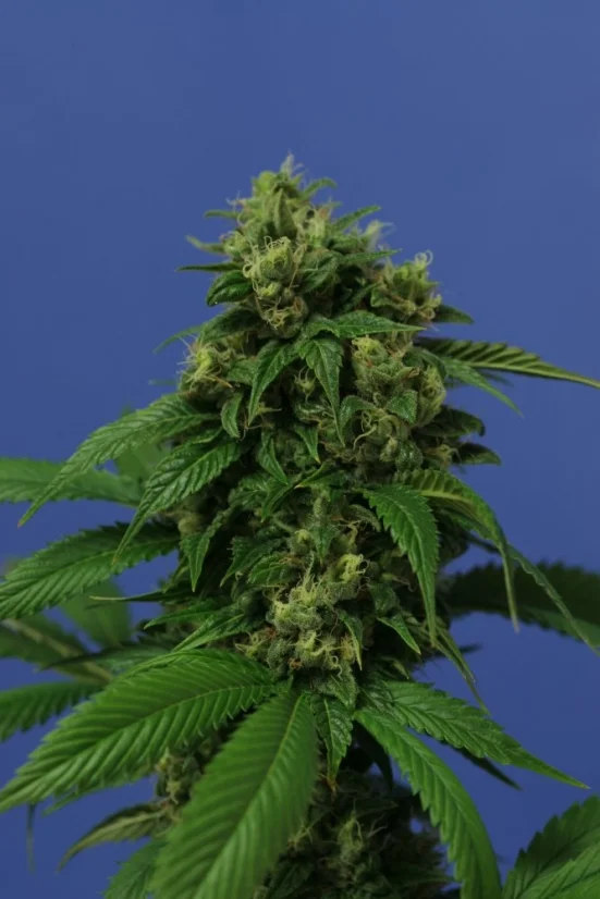 T.H.Seeds™ Cannabis Seeds Wreckage, diverse verpakkingen, regular