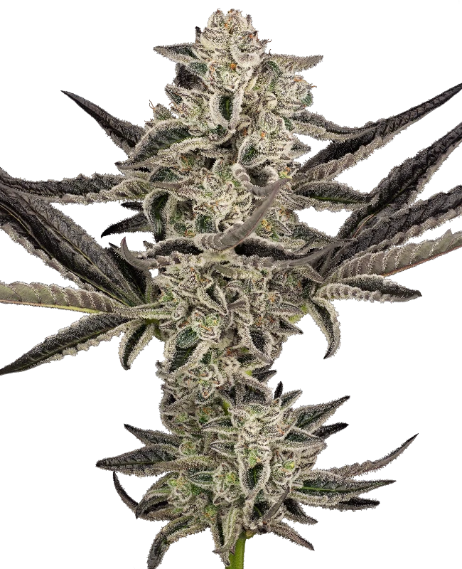 Sensi Seeds Cannabis Seeds Purple Pickle Autoflowering