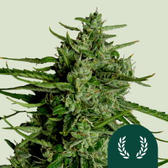 Royal Queen Seeds Semená kanabisu Titan F1 Auto