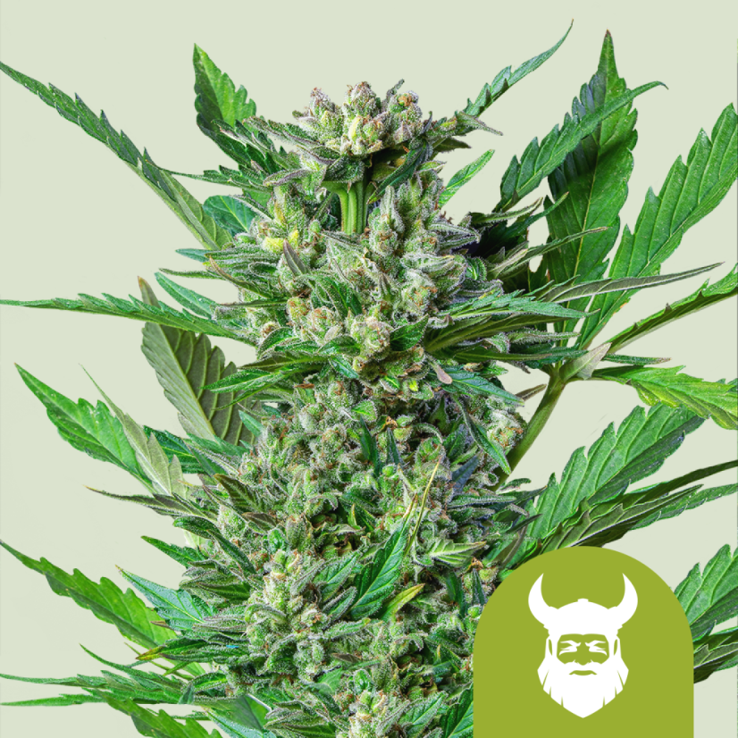 Royal Queen Seeds Cannabisfrön Royal Dwarf Auto