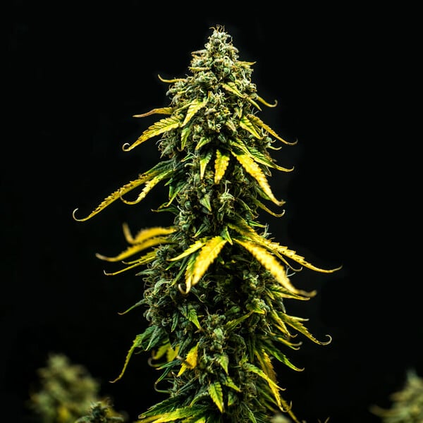 Royal Queen Seeds Σπόροι Κάνναβης Royal Haze Auto