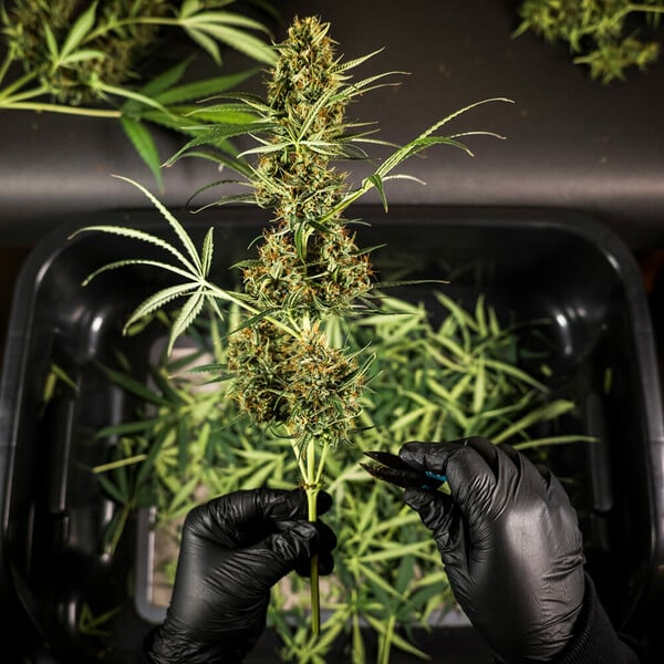 Royal Queen Seeds Semi di Cannabis Hulkberry Auto