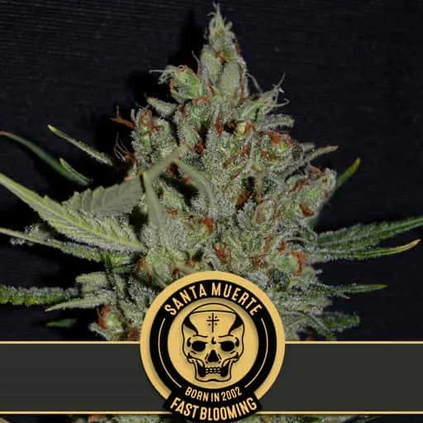 Blimburn Seeds Cannabis Seeds Santa Muerte Fast Blooming Feminisiert