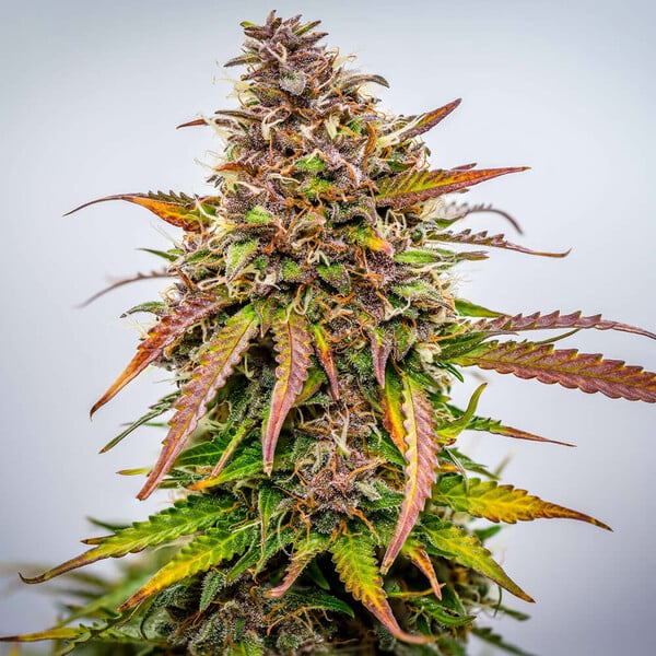 Royal Queen Seeds Cannabis Seeds Bubble Kush Auto