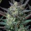 Royal Queen Seeds Cannabis Frø Purple Punch Auto