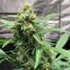 Doctor's Choice Seeds Chronic Ryder BX Auto Regular