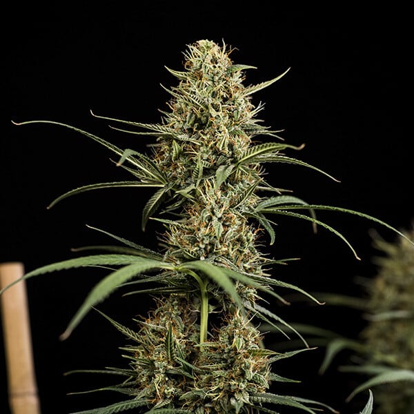 Royal Queen Seeds Cannabis Seeds Hulkberry Auto