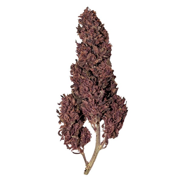 Royal Queen Seeds Cannabisfrön Purplematic Auto (Hög CBD)