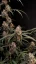 Fast Buds Cannabis Seeds AK Auto