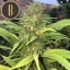 Blimburn Seeds Cannabis Seeds Santa Muerte Fast Blooming Feminisiert