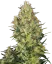 Sensi Seeds Cannabis Shiva Skunk® Regular, 10 Stk.