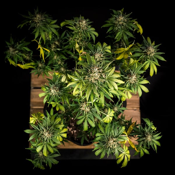 Royal Queen Seeds Cannabis Samen Green Gelato Auto