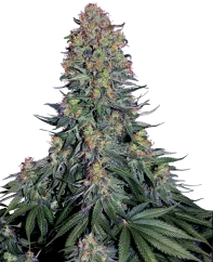 Sensi Seeds Cannabis Seeds Blue Skunk® Feminized, 3-10 kpl