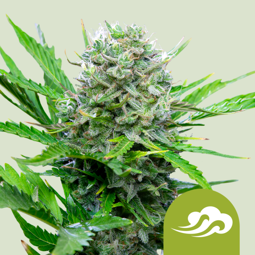 Royal Queen Seeds Cannabisfrön Royal Bluematic Auto