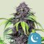 Royal Queen Seeds Cannabisfrön Purplematic Auto (Hög CBD)