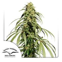 Dutch Passion Hanfsamen Ice Cream Haze® Regular