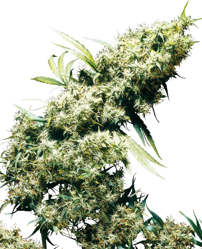 Sensi Seeds Cannabis Seeds Jamaican Pearl® Regular, 10 stuks