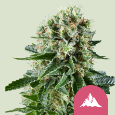 Royal Queen Seeds Cannabis Seeds Critical Kush Feminiseeritud