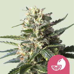 Royal Queen Seeds Cannabis Seeds Lemon Shining Silver Haze Feminized