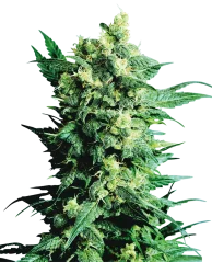 Sensi Seeds Cannabis Shiva Shanti II® Regular, 10 Stk.