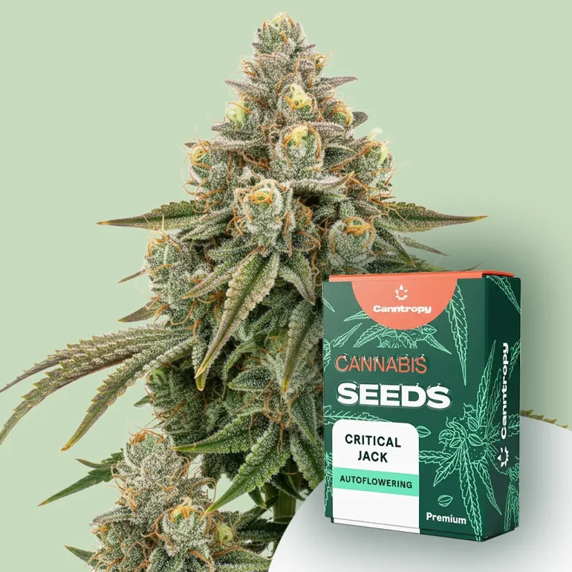 Canntropy Seeds Critical Jack (Феминизирани)