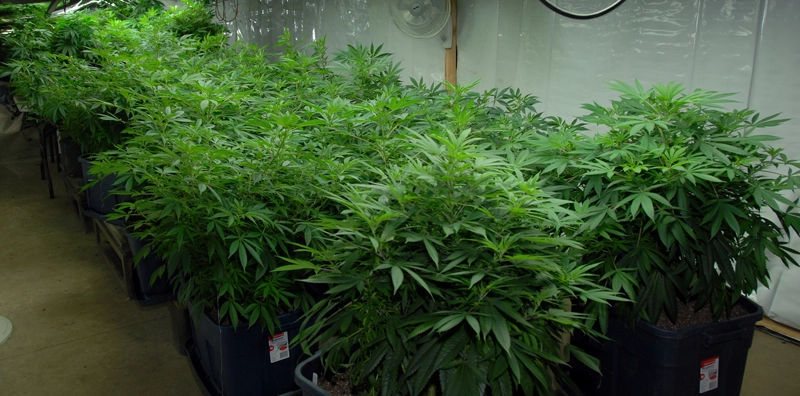 T.H.Seeds™ Cannabis Seeds Skunk XXX, verschiedene Packungen, regulär