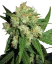 Sensi Seeds Cannabis Sensi Skunk® Regular, 10 pcs