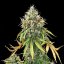 Royal Queen Seeds Cannabisfrön Royal Haze Auto
