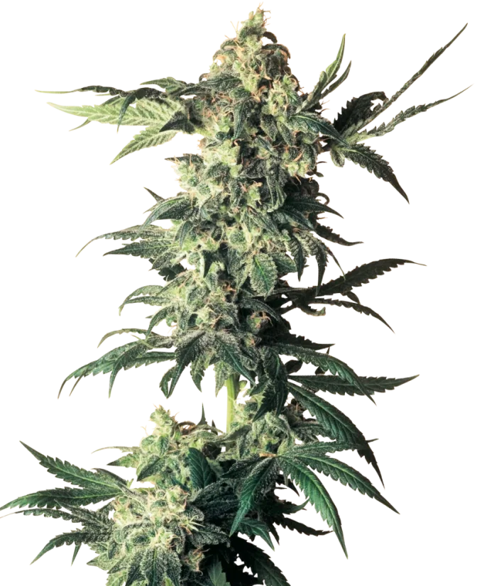 Sensi Seeds Cannabis Seeds Northern Lights® Regular, 10 Stk.