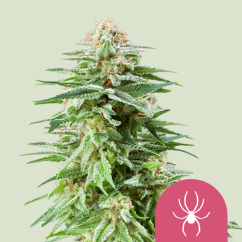 Royal Queen Seeds Kaņepju Sēklas White Widow Feminized