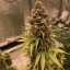 Doctor's Choice Seeds Diesel Fast F1 BX Regular