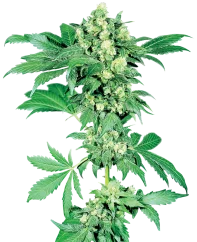 Sensi Seeds Cannabis Seeds Maple Leaf Indica® Regular, 10 Stk.