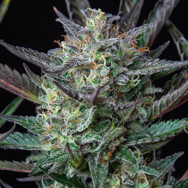 Royal Queen Seeds Cannabis Frø Purple Punch Auto