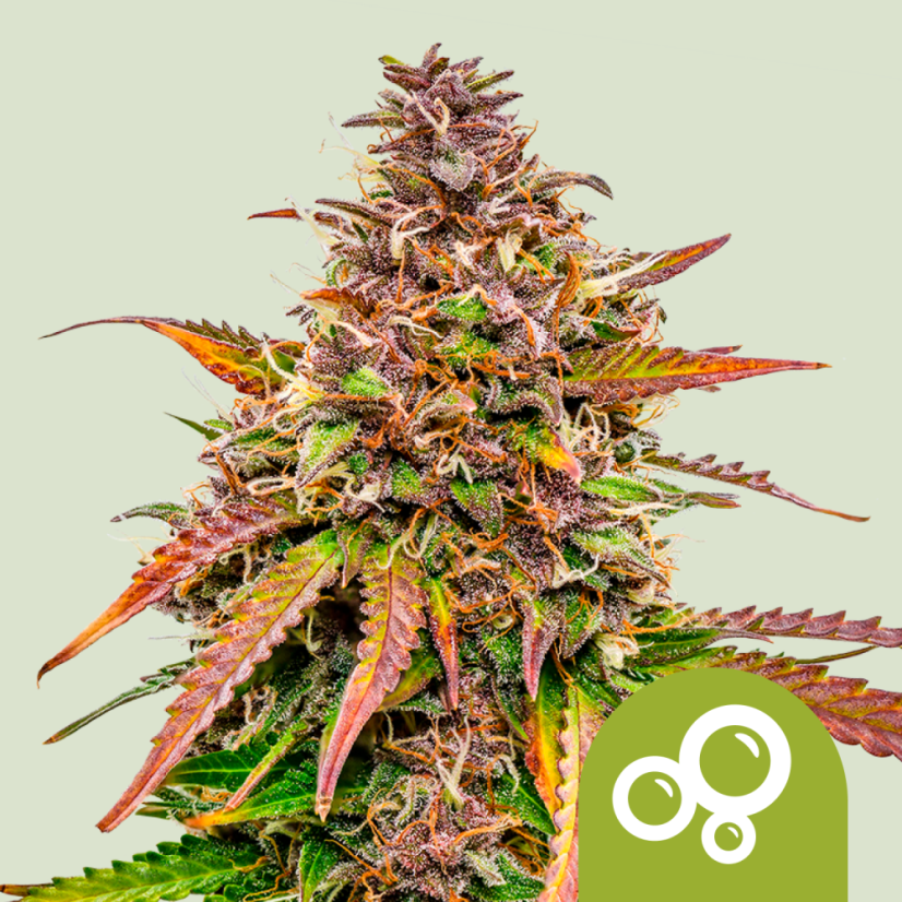 Royal Queen Seeds Semillas de Cannabis Bubble Kush Auto