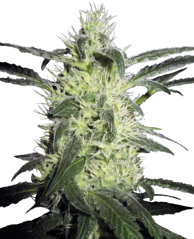 Sensi Seeds Cannabis Silver Haze® Regular, 10 Stk.