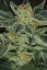 T.H.Seeds™ Cannabis Seeds Skunk XXX, verschiedene Packungen, regulär
