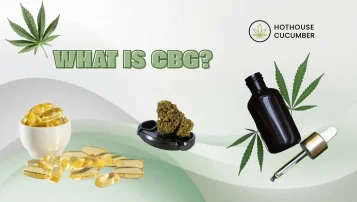 Text: What is CBG?, hemp capsules, flowers and CBG oil Text: What is CBG?, hemp capsules, flowers and CBG oil