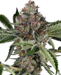 Sensi Seeds Cannabis Seeds Papaya Jealousy Feminizowane