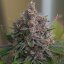 Royal Queen Seeds Cannabis Seeds Purple Queen Feminisiert