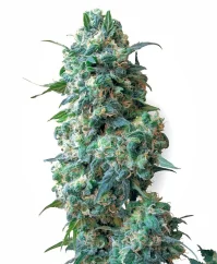 Sensi Seeds Cannabis Seeds Afghan Kush Regular White Labeliltä, 10 kpl
