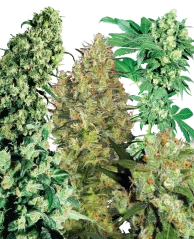 Sensi Seeds Cannabis Seeds Indoor Mix® Regular, 25 Stk.