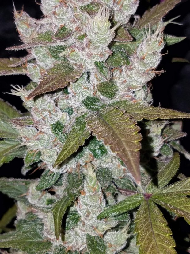 Fast Buds Cannabis Seeds Girl Scout Cookies Auto