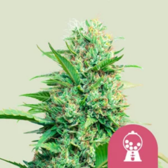 Royal Queen Seeds Cannabis Seeds Pink Runtz Feminized