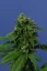 T.H.Seeds™ Cannabis Seeds Wreckage, diverse verpakkingen, regular