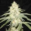T.H.Seeds™ Cannabis Seeds Wy-Kiki, различни пакети, феминизирани