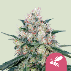 Royal Queen Seeds Semințe de Cannabis Honey Cream - Fast Feminized
