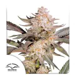 Dutch Passion Nasiona Konopi Orange Bud 2.0 ® Feminizowane